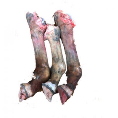 驴蹄驴肉新鲜现杀正宗带皮驴小腿驴蹄筋小腿